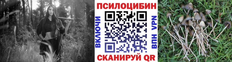 KRAKEN вход  как найти   Губаха  Псилоцибиновые грибы Cubensis 